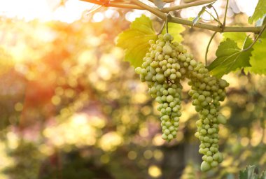 Yaz akşamında asmanın üzerinde olgunlaşan beyaz üzümlerden oluşan bir demet.