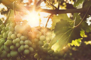 Yaz akşamında asmanın üzerinde olgunlaşan beyaz üzümlerden oluşan bir demet.