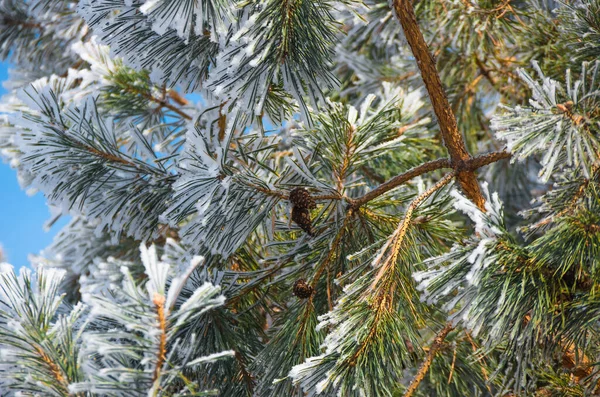 Snow Hoarfrost Branches Green Fir Christmas — Stock Photo, Image