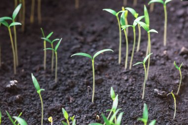 Genç domates filizleri baharın başlarında toprakta filizlendi.