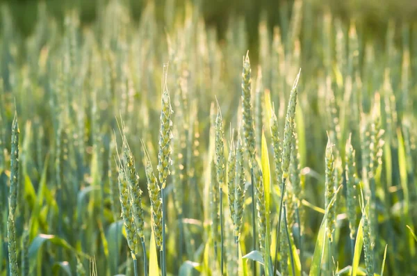 Cultivo Maduración Del Trigo Verde Campo Primavera Verano Antecedentes Agrícolas — Foto de Stock