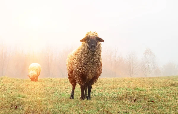 Schafe Großaufnahme Nebel Frühmorgens Auf Einer Weide Hochland Herbst Vor — Stockfoto