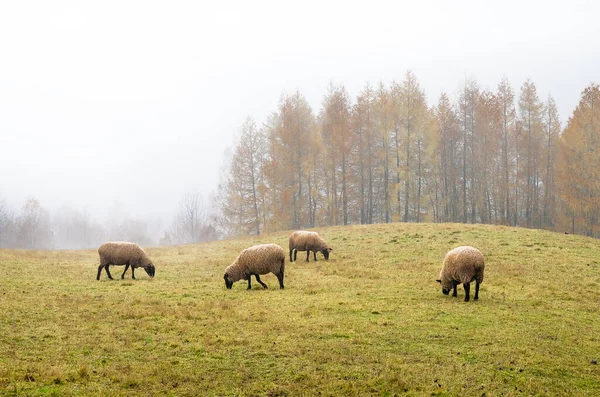 Овцы Тумане Рано Утром Пастбище Горах Осенью Фоне Деревьев — стоковое фото