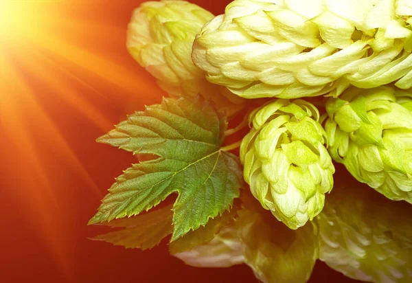 새파란 콘이야 어두운 배경에 잎이야 맥주와 만들기 자유롭게 수확하다 — 스톡 사진