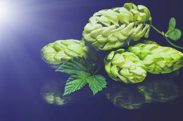 Green Fresh Hop Cone Dark Background Fresh Hops Cone Leaf — Stock Photo, Image