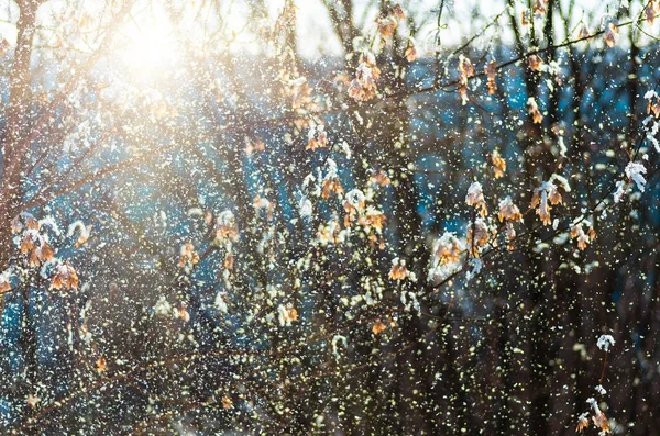 Schneefall Und Sonne Wald Vor Weihnachten Nahaufnahme Natürlicher Winterhintergrund — Stockfoto