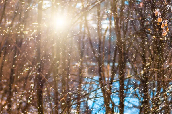Πτώση Χιονιού Και Τον Ήλιο Στο Δάσος Πριν Από Χριστούγεννα — Φωτογραφία Αρχείου