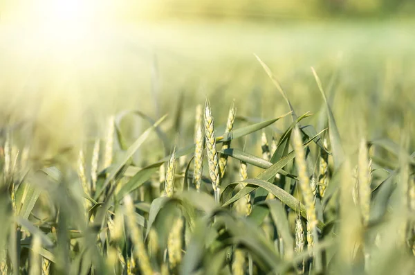 Pěstování Zrání Zelené Pšenice Poli Jaře Létě Zemědělské Zázemí — Stock fotografie