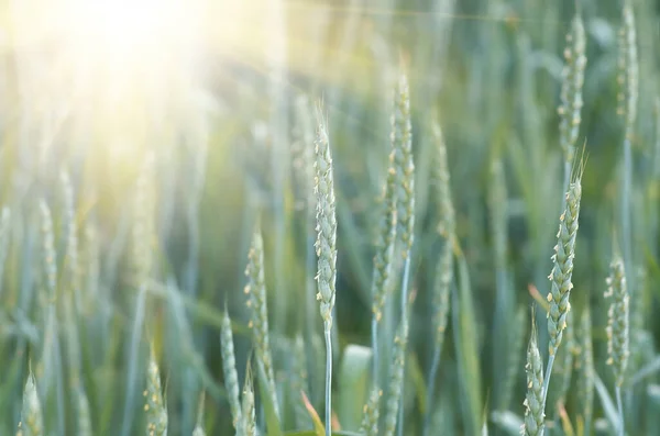 Pěstování Zrání Zelené Pšenice Poli Jaře Létě Zemědělské Zázemí — Stock fotografie
