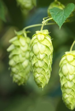 Bira ve ekmek yapmak için yeşil taze kozalaklar yakın plan, tarımsal arka plan,