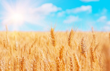 Buğdayın altın kulakları mavi gökyüzüne karşı ve bulutlar yumuşak odak, yakın plan, tarım arka planı