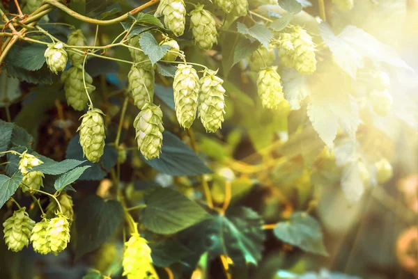 Green Fresh Hop Cones Making Beer Bread Closeup Agricultural Background — Stock Photo, Image