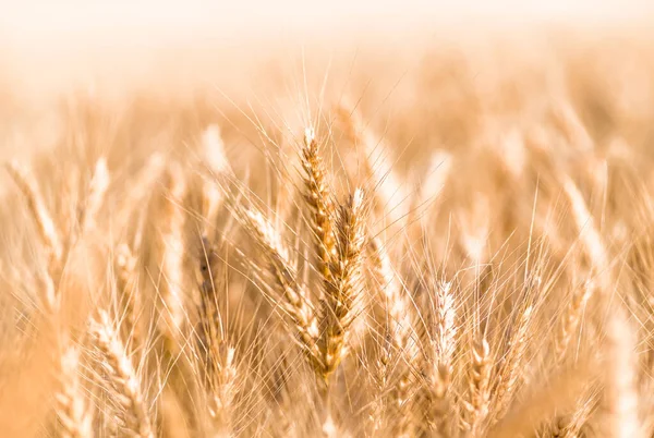 Колоски Спелой Пшеницы Вблизи Сельскохозяйственного Фона — стоковое фото