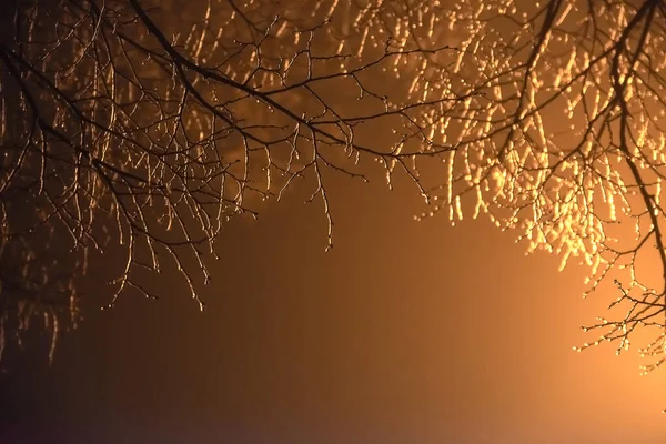 Větve Stromů Zamrzlé Ledu Tmavém Pozadí Podsvícenou Lucernou Přirozený Zimní — Stock fotografie