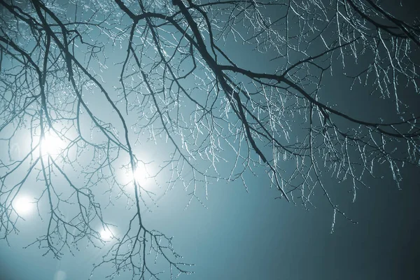 Δέντρο Κλαδιά Κατεψυγμένα Στον Πάγο Σκούρο Φόντο Φανάρι Backlight Φυσικό — Φωτογραφία Αρχείου