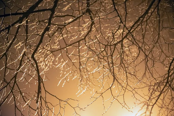 Tree Branches Frozen Ice Dark Background Backlight Lantern Natural Winter — Stock Photo, Image