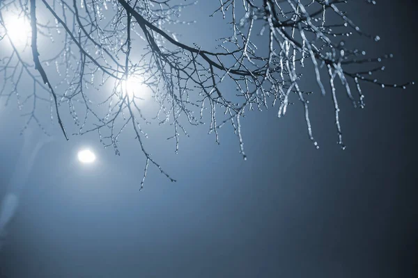 Δέντρο Κλαδιά Κατεψυγμένα Στον Πάγο Σκούρο Φόντο Φανάρι Backlight Φυσικό — Φωτογραφία Αρχείου