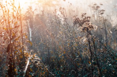 Siste büyük kuru otlar ve çalılar, sonbahar sisli manzarası. Ormanda gün doğumu sabahın erken saatlerinde