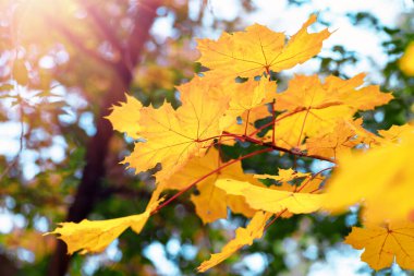 rengarenk sonbahar akçaağaç yaprakları, sonbahar doğal arka plan