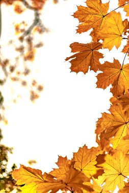 Sarı akçaağaç yaprakları, doğanın sonbahar arkaplanı.