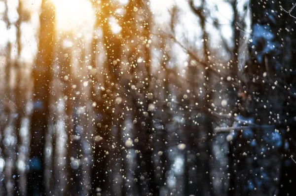 Voando Neve Mágica Floresta Pôr Sol Antes Natal Fundo Desfocado — Fotografia de Stock