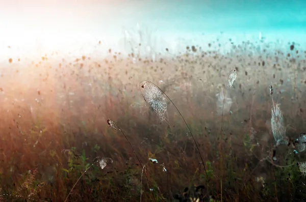 Großaufnahme Von Spinnweben Auf Trockenem Gras Nebeligen Herbstmorgen Netz Und — Stockfoto