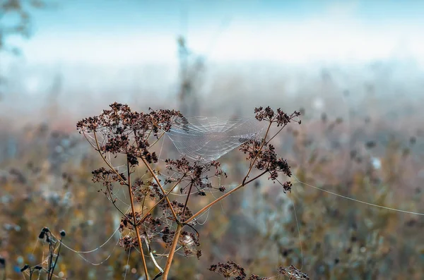 Gros Plan Des Toiles Araignée Sur Herbe Sèche Brouillard Matin — Photo