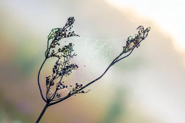 Detailní Záběr Pavučin Suché Trávě Zamlžené Podzimní Ráno Pavučina Rosa — Stock fotografie