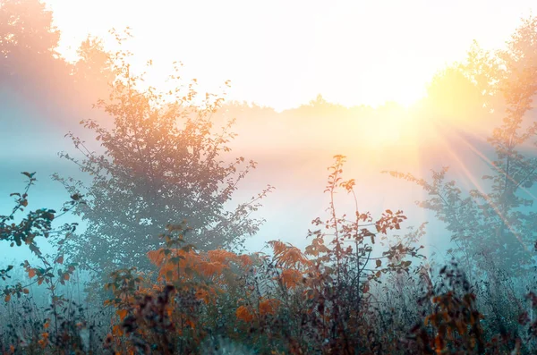 Herbstlich Neblige Sonnenaufgangslandschaft Trockenes Gras Und Bäume Nebel Sonnenaufgang Auf — Stockfoto