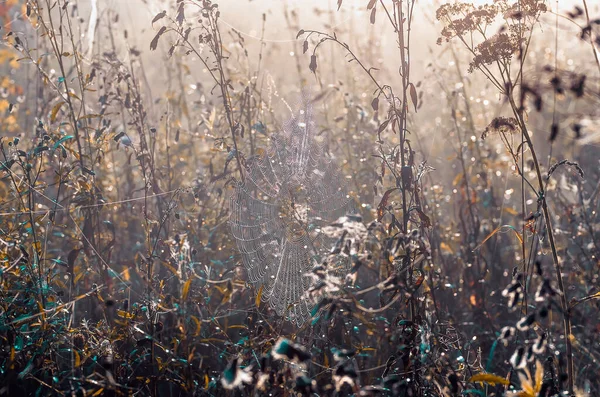 Крупним Планом Павутини Сухій Траві Туманний Осінній Ранок Веб Роса — стокове фото