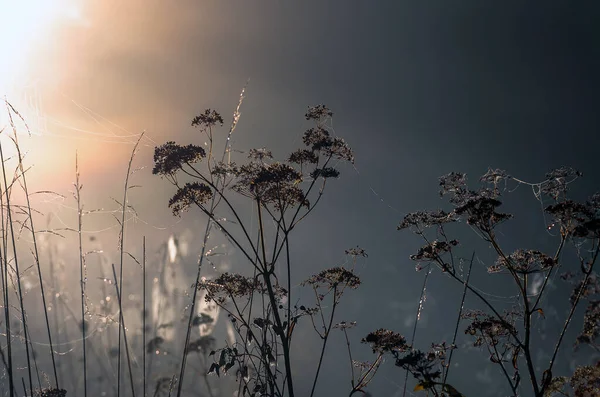 Großes Trockenes Gras Und Gebüsch Nebel Herbstlich Neblige Landschaft Sonnenaufgang — Stockfoto