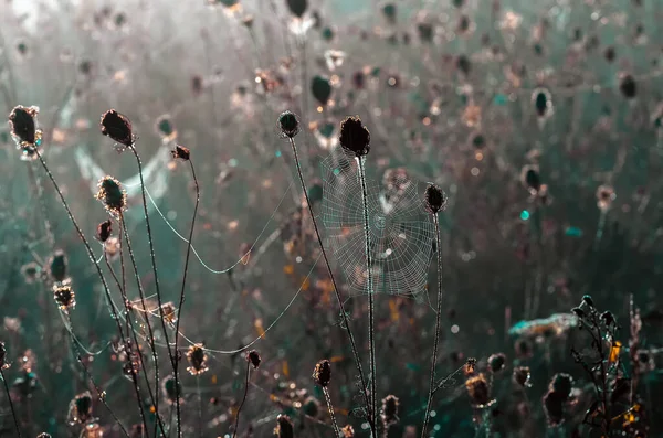 Großaufnahme Von Spinnweben Auf Trockenem Gras Nebeligen Herbstmorgen Netz Und — Stockfoto