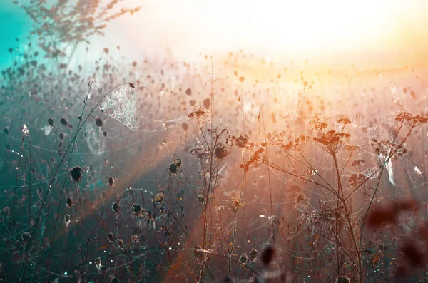 Großes Trockenes Gras Und Gebüsch Nebel Herbstlich Neblige Landschaft Sonnenaufgang — Stockfoto