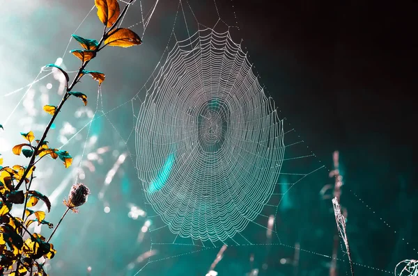 Sluiten Van Spinnenwebben Droog Gras Mistige Herfstochtend Web Dauw Een — Stockfoto