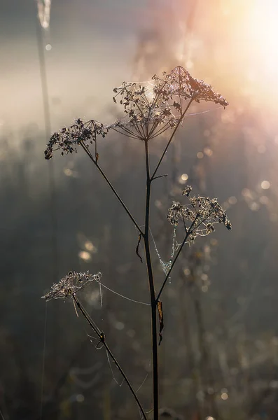 Großes Trockenes Gras Und Gebüsch Nebel Herbstlich Neblige Landschaft Sonnenaufgang — Stockfoto