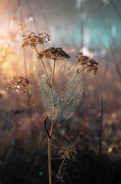 Detailní Záběr Pavučin Suché Trávě Zamlžené Podzimní Ráno Pavučina Rosa — Stock fotografie
