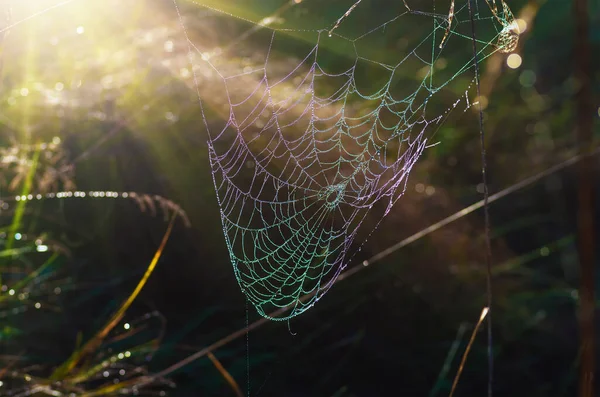 Kuru Sisli Sonbahar Sabahında Örümcek Ağları Kapanıyor Kuru Otların Arka — Stok fotoğraf