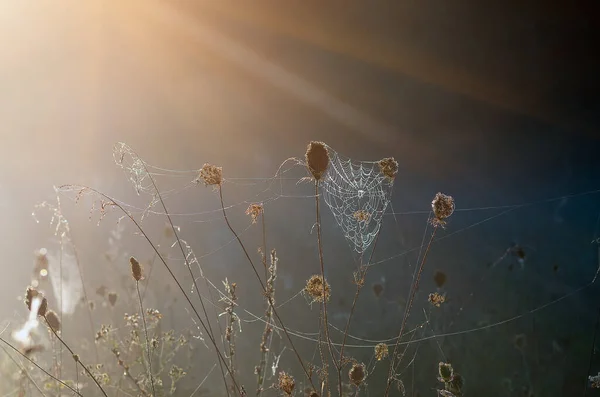 Крупним Планом Павутини Сухій Траві Туманний Осінній Ранок Веб Роса — стокове фото