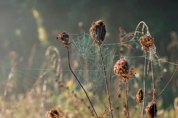 Großes Trockenes Gras Und Gebüsch Nebel Herbstlich Neblige Landschaft Sonnenaufgang — Stockfoto