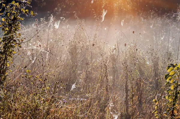 Großes Trockenes Gras Und Gebüsch Nebel Herbstlich Neblige Landschaft Sonnenaufgang — Stockfoto
