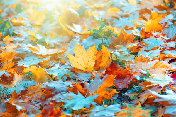 Bunte Herbst Ahorn Blätter Nahaufnahme Herbst Natürlichen Hintergrund — Stockfoto