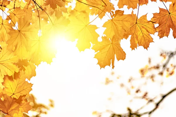 Feuilles Érable Jaune Gros Plan Fond Automnal Nature — Photo