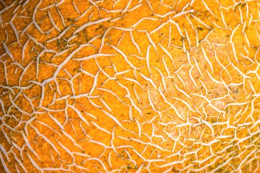 Olgun kavun kabuğu, olgunlaşmış kavun kabuğu, soyut arka plan..