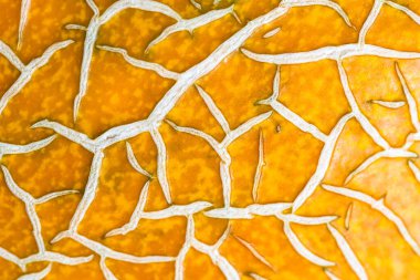 Olgun kavun kabuğu, olgunlaşmış kavun kabuğu, soyut arka plan..