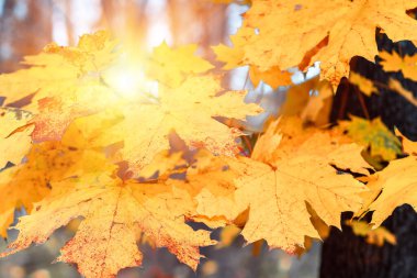 Sarı akçaağaç yaprakları, doğanın sonbahar arkaplanı.
