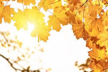 Sarı akçaağaç yaprakları, doğanın sonbahar arkaplanı.