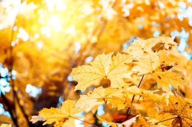 Renkli akçaağaç yaprakları sonbahar ormanlarındaki ağaçların arka planında, sarı akçaağaç yaprakları, doğanın arka planı.