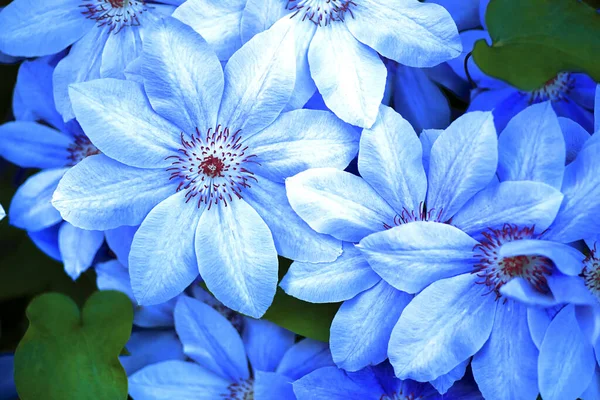 Mavi Çiçekler Doğal Arka Plan Güzel Mavi Çiçek — Stok fotoğraf