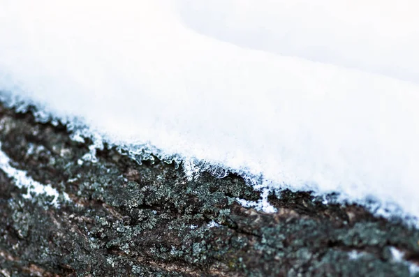 Träd Bark Skog Täckt Med Snö Närbild Naturlig Bakgrund — Stockfoto