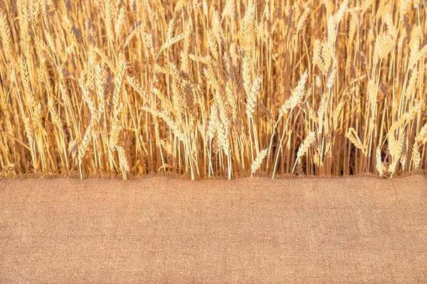 Table in wheat field, closeup. Table In wheat Agricultural background